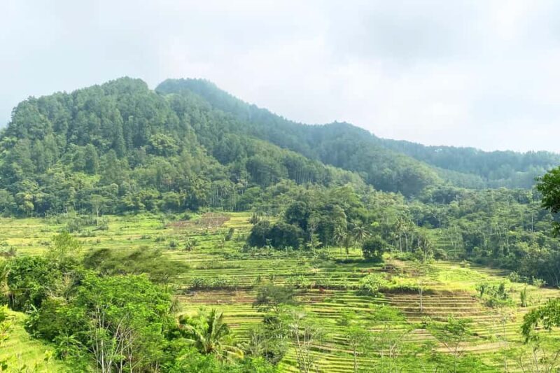 Borobudur: Nepal Van Java & Selogriyo Rice Terraces Private - The Sum Up