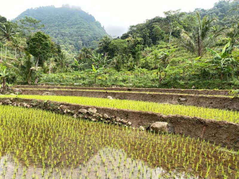 Borobudur & Selogriyo Rice Terraces Private Tour with Lunch - Good To Know