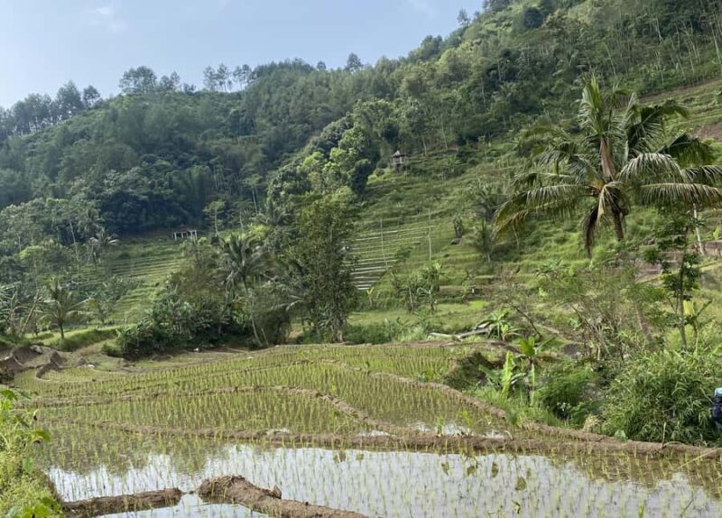 Borobudur & Selogriyo Rice Terraces Private Tour with Lunch - The Return Journey