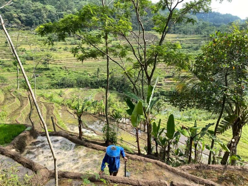 Borobudur & Selogriyo Rice Terraces Private Tour with Lunch - Practical Details & Tips