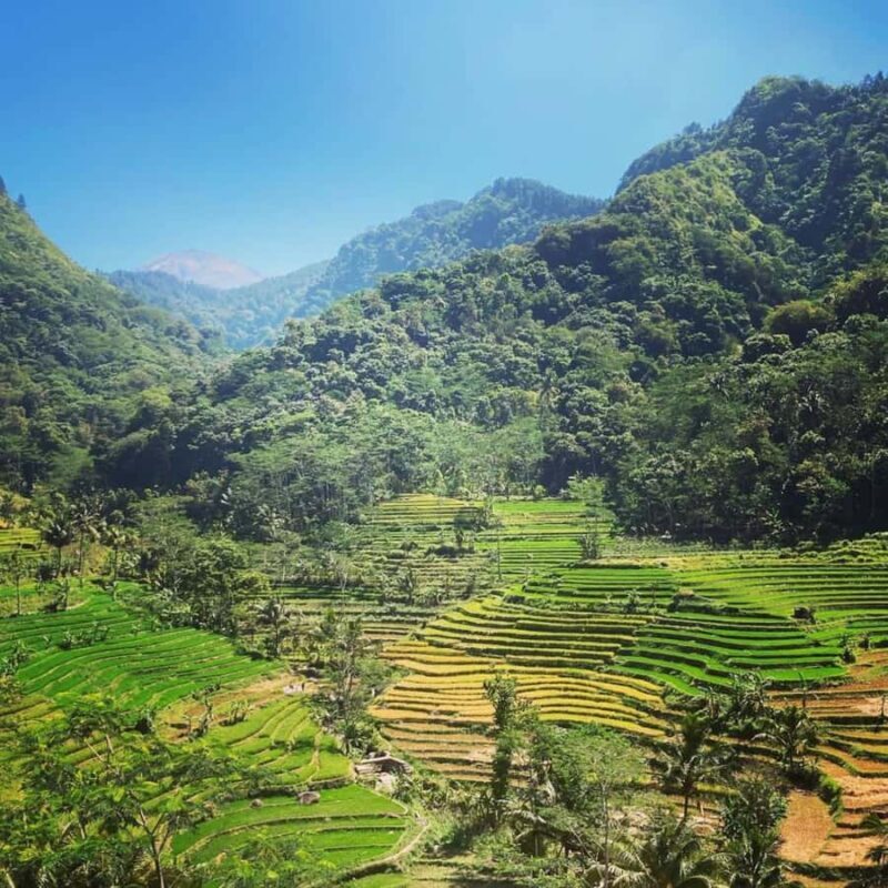 Borobudur Temple & Selogriyo Rice Terraces - An Honest Look at the Tour Experience
