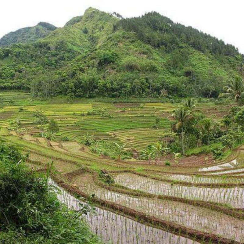 Borobudur Temple & Selogriyo Rice Terraces - Final Thoughts: Who Will Love This Tour?