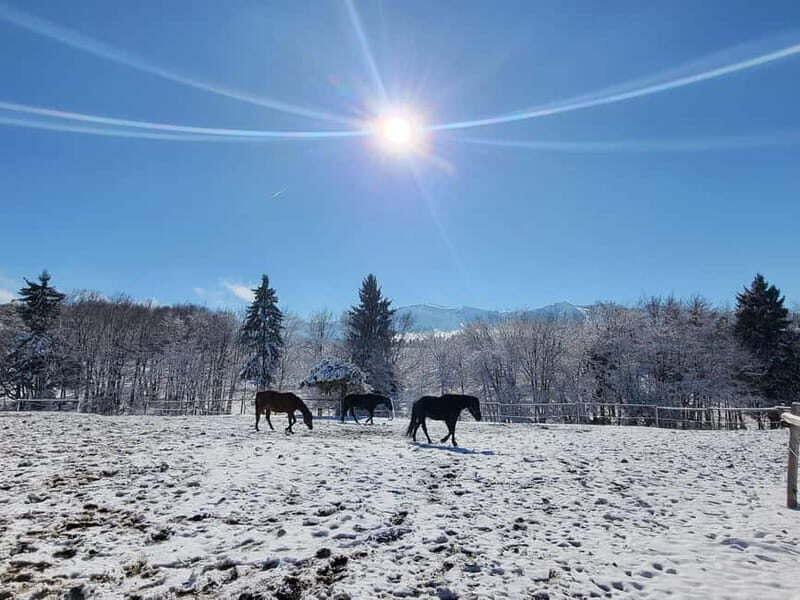 Borovets: Horse Riding Experience - The Value of This Experience