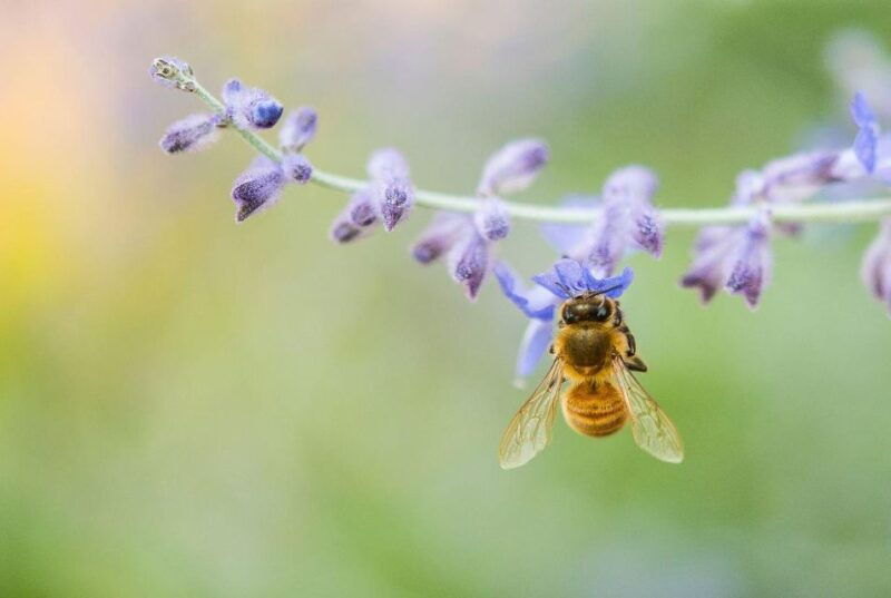 Bosa: Discover the Products of the Beehive - Good To Know