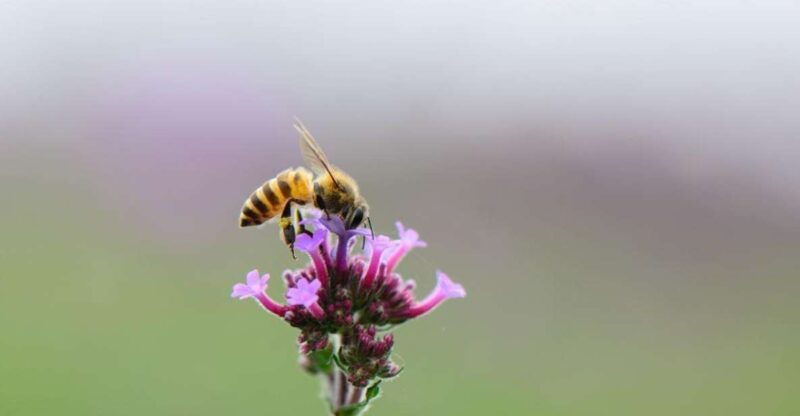 Bosa: Discover the Products of the Beehive - Exploring Hive Life Throughout the Seasons