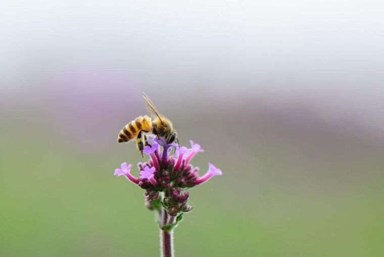 Bosa: Discover the Products of the Beehive - The Art of Beekeeping: Secrets Unveiled