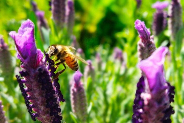 Bosa: Discover the Products of the Beehive - The Honey Extraction Process