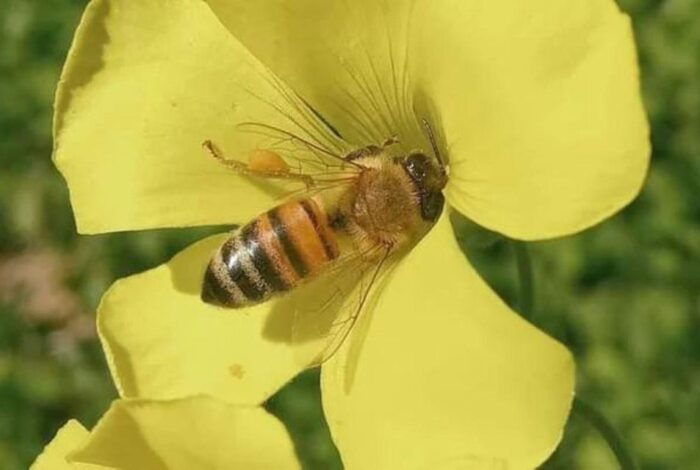 Bosa: Discover the Products of the Beehive - Participating in the Workshop Experience