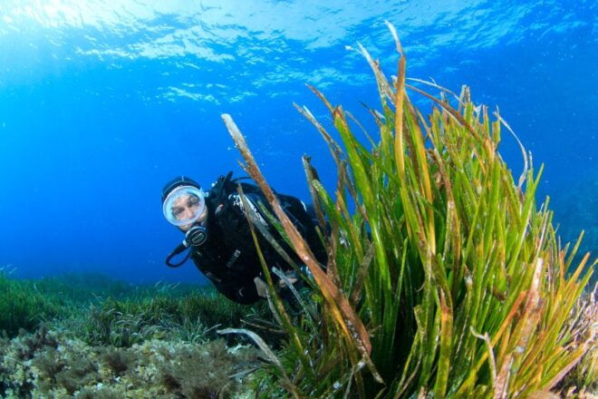 Bosa: Scuba Diving for Beginners in the Bosa Gulf - Activity Features