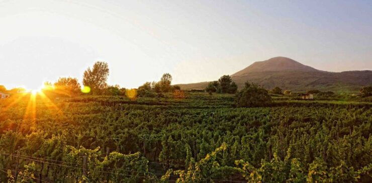 Boscotrecase: Vesuvius Wine Tasting Tour With Lunch - Activity Details