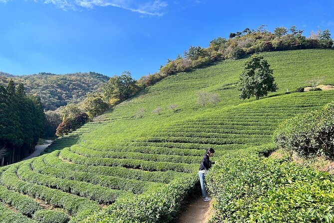 Boseong Tour : Green Tea Plantation, Mountain & Lake Trail - Reviews and Testimonials