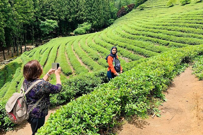 Boseong Tour : Green Tea Plantation, Mountain & Lake Trail - Pickup Service and Travel Times
