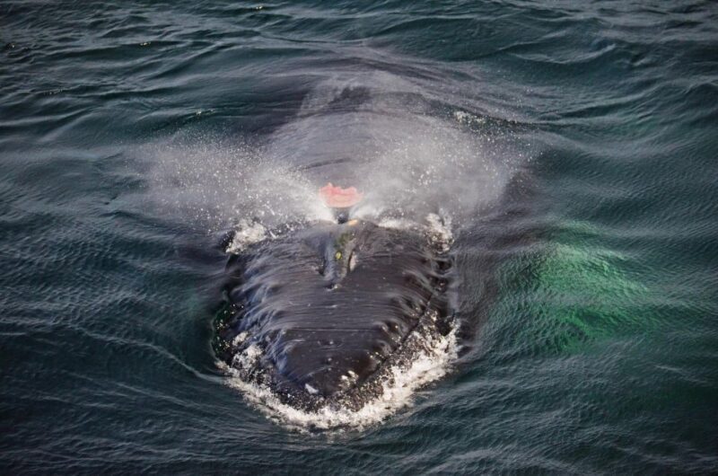Boston: City Cruises Whale Watching Cruise - FAQ