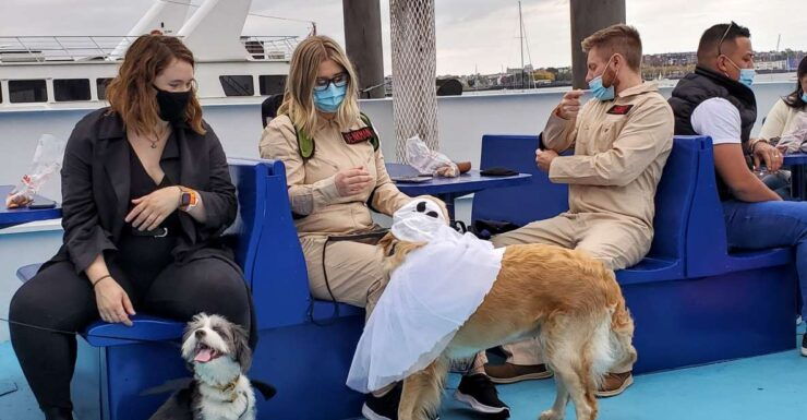 Boston: Dog-Friendly Halloween Costume & Sightseeing Cruise - Activity Details