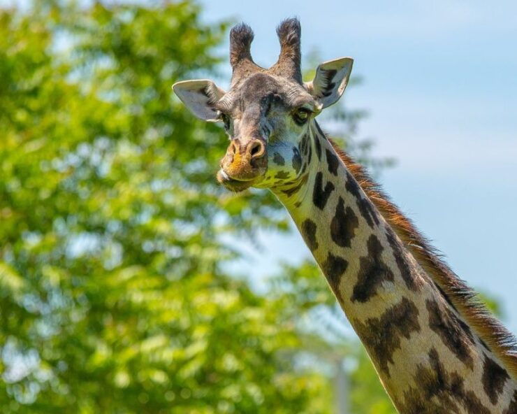Boston: Franklin Park Zoo Entry Ticket - Ticket Details