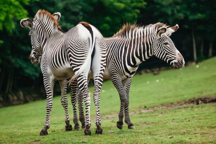 Boston: Franklin Park Zoo Entry Ticket - Experience Highlights