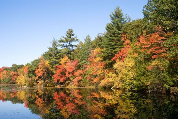 Boston Harbor: Fall Foliage Luncheon Cruise - The Sum Up