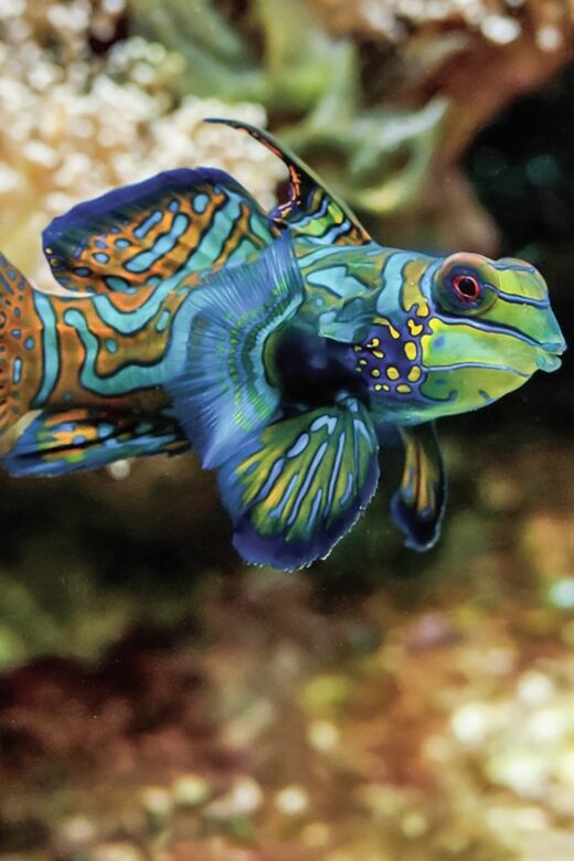 Boston: New England Aquarium Entry + Optional Simons Theatre - Good To Know  