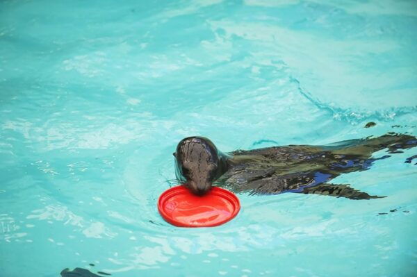 Boston: New England Aquarium Skip-the-Line Entry Ticket - Travel Tips and Accessibility Info