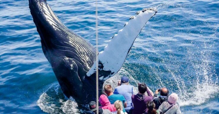 Boston: Whale Watching Catamaran Cruise - Booking Details