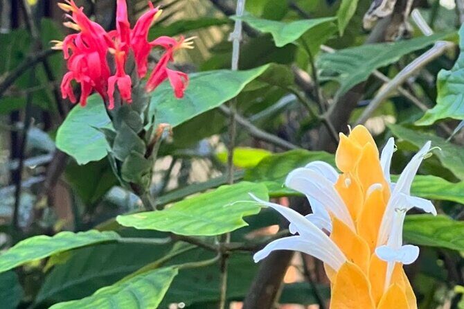 Botanical and Bird Sanctuary Tour in Montego Bay - Exploring the Botanical and Bird Sanctuary Tour in Montego Bay