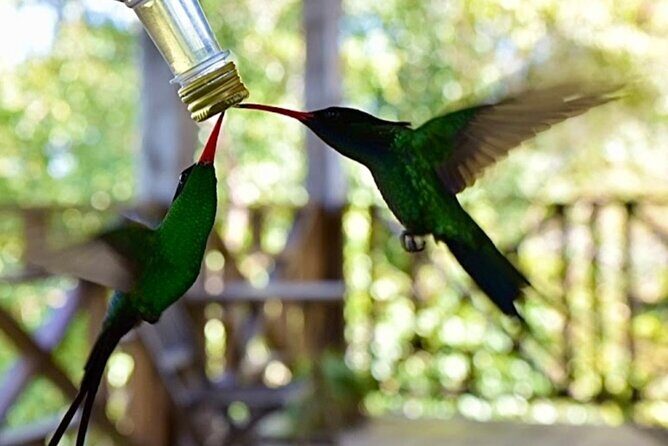 Botanical and Bird Sanctuary Tour in Montego Bay - FAQ