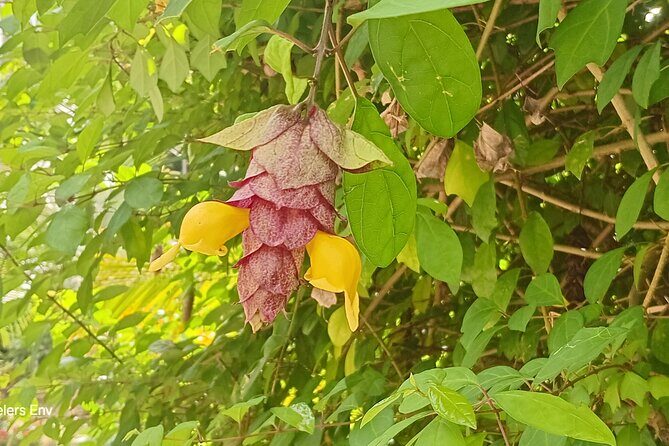 Botanical Garden Exploration - A Deep Dive into the Botanical Garden Exploration Experience