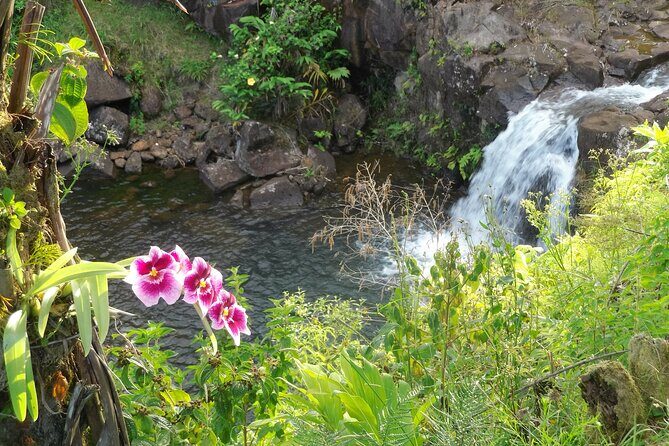Botanical Tour and waterfall swim at The Cloudforest Bioreserve - Good To Know