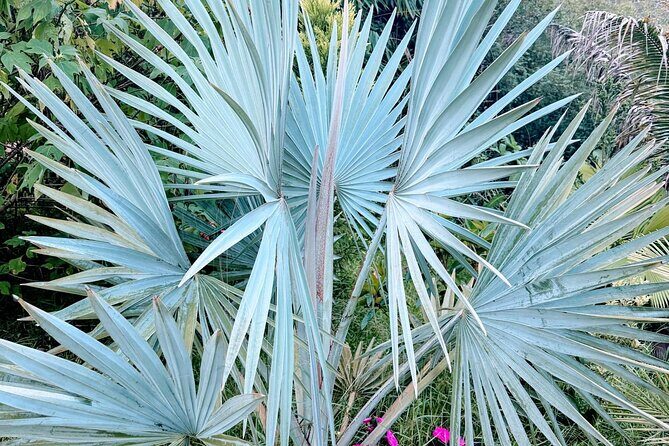 Botanical Tour and waterfall swim at The Cloudforest Bioreserve - Why This Tour Offers Great Value