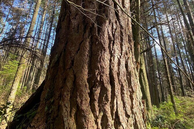 Botany of Witchcraft - An Enchanting Walk Through Vancouver’s Botany of Witchcraft