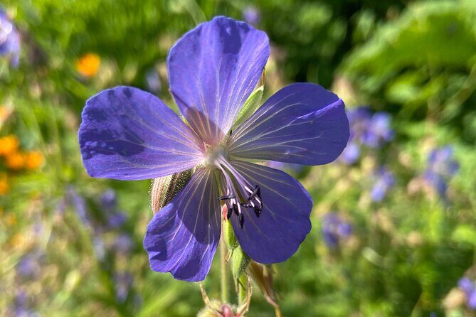 Botany of Witchcraft - Who Will Love This Tour?