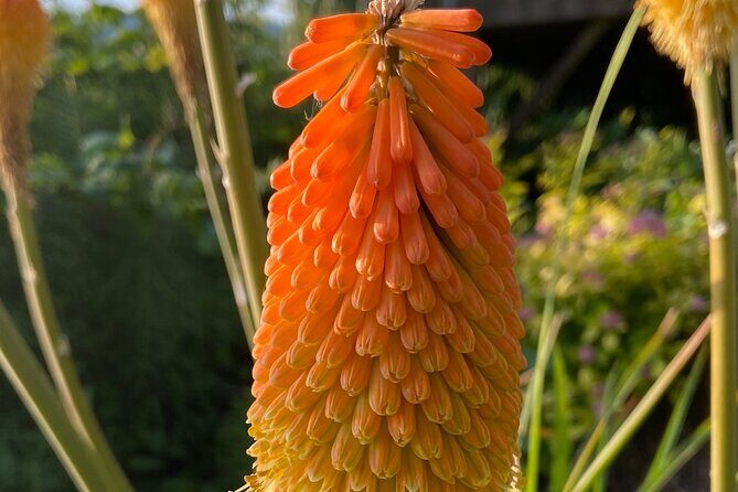 Botany of Witchcraft - Final Thoughts