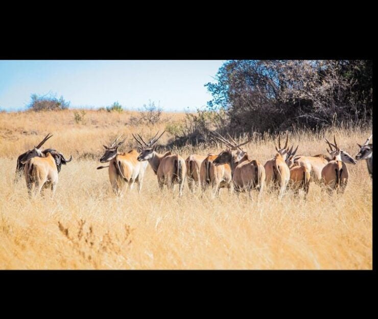 Bothongo Rhino and Lion Nature Reserve Self Drive - Ticket Details