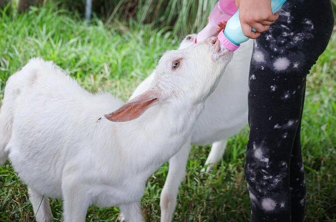 Bottle Feed & Cuddle Baby Goats Tour on Big Island Farm - FAQs