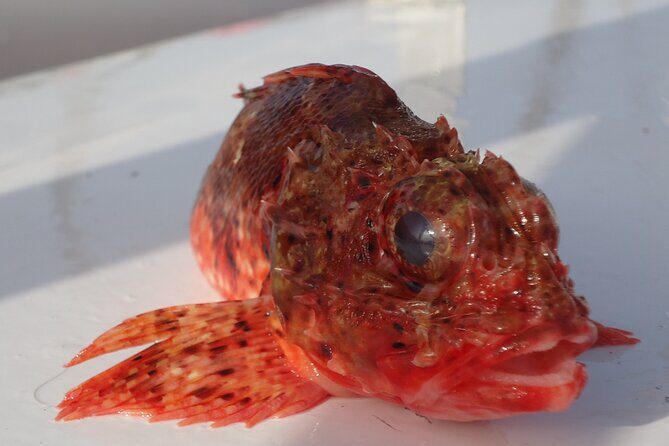 Bottom Fishing Activity from Quarteira - Final Thoughts: Is It Worth It?