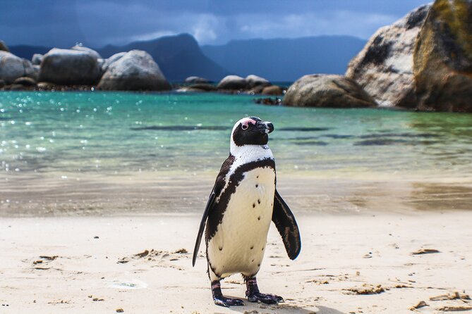 Boulders Beach African Penguins Chapmans Peak & Simonstown - Boulders Beach: A Penguin Paradise