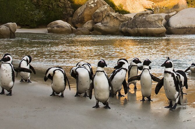 Boulders Beach Cape Town: Swimming With Penguin & Close Encounter Half Day Tour - Customer Reviews and Ratings