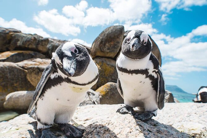 Boulders Beach Penguin Colony Tour - Best Time to Visit