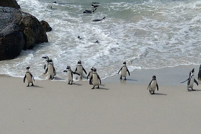 Boulders Beach Penguins and Seal Island Boat Trip Half Day Tour - Hotel Pickup and Cancellation Policy