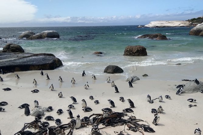 Boulders Beach Penguins and Seal Island Boat Trip Half Day Tour - Traveler Photos and Reviews