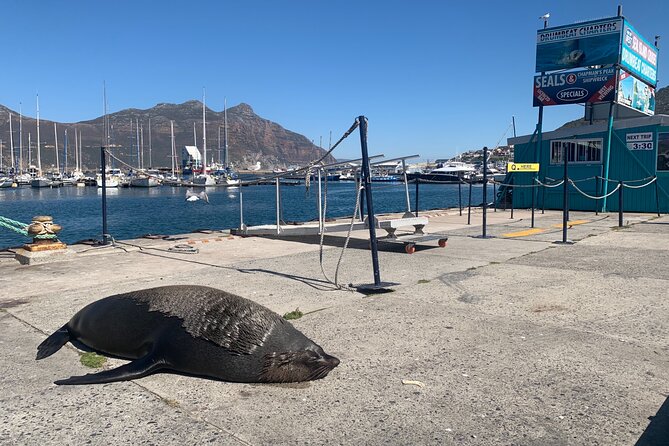 Boulders Beach Penguins and Seal Island Boat Trip Half Day Tour - Pricing and Terms