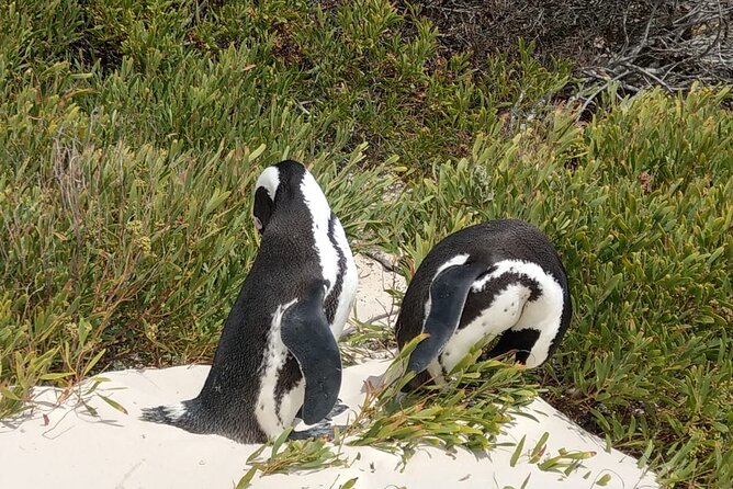 Boulders Beach Penguins and Seal Island Boat Trip Half Day Tour - Common Questions
