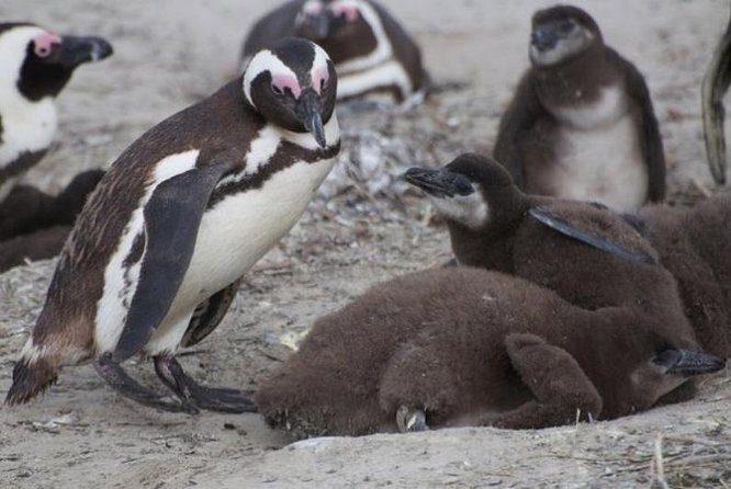 Boulders Beach Tour - Reviews and Ratings of Boulders Beach Tour