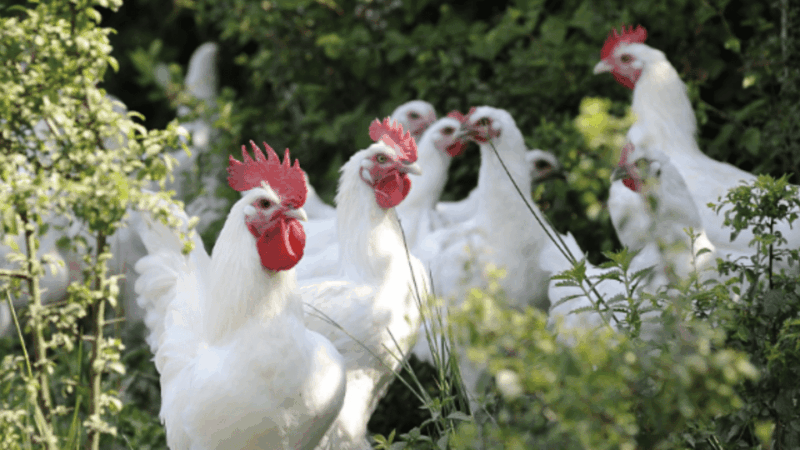 Bourg-En-Bresse Gourmet Food Walking Tour - Good To Know