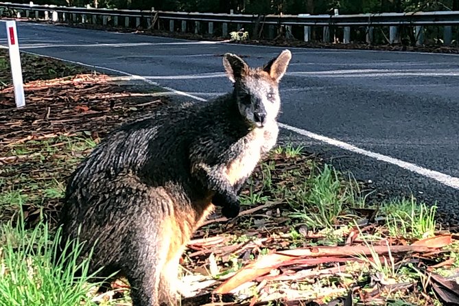 Boutique All-Inclusive Great Ocean Road, 12 Apostles and Rainforest Experience - Overview and Highlights