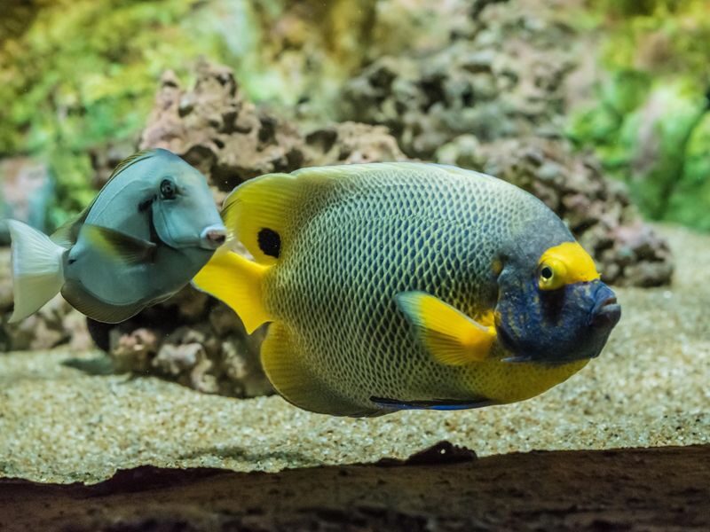 Boutique Aquarium Ticket at The TOP Penang - Following the tanks from reef to mangrove