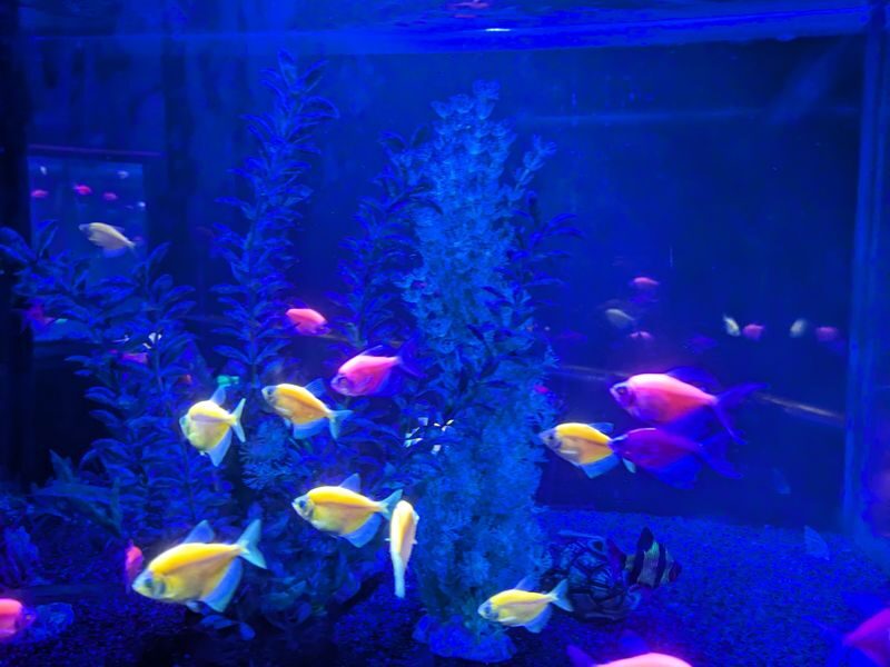 Boutique Aquarium Ticket at The TOP Penang - Time your visit around the afternoon feedings