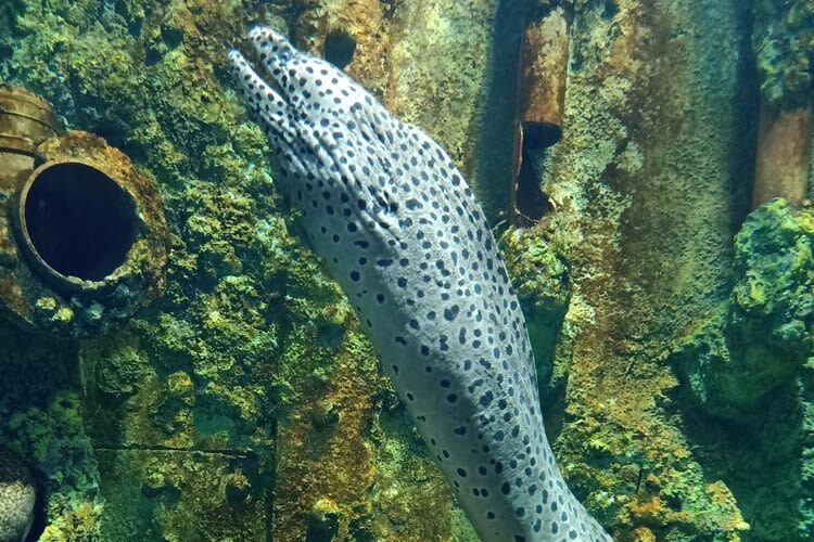 Boutique Aquarium Ticket at The TOP Penang - How long to allow, and what to expect inside