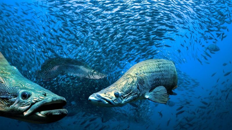 Boutique Aquarium Ticket at The TOP Penang - Who will enjoy this aquarium most?