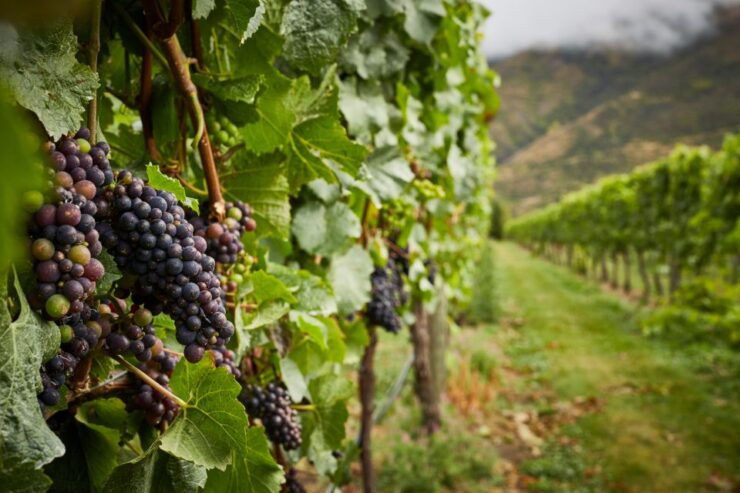 Boutique Winery Half-Day Tour & Vineyard Platter-Style Lunch - Booking Details